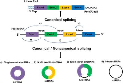 Circular RNAs as New Regulators in Gastric Cancer: Diagnosis and Cancer Therapy